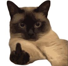 a siamese cat is giving the middle finger to the camera