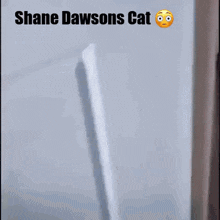 shane dawson cat shane dawsons cat shane dawson