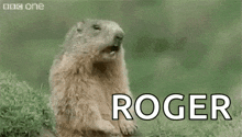 a groundhog is sitting in the grass with its mouth open and saying hey roger .