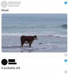 a picture of a cow walking on the beach with the caption " mood "