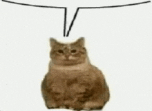 Cat Reaction GIF - Cat Reaction Quote GIFs