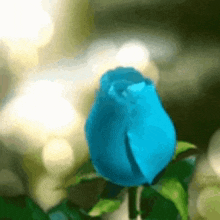 a blue rose is surrounded by green leaves