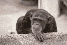 Monkey No GIF - Monkey No Chimp GIFs