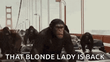 a group of chimpanzees are walking across a bridge .