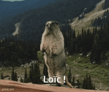 Loic Marmotte GIF - Loic Marmotte Hey GIFs