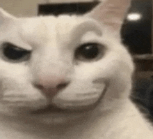 Cat Smug Face GIF - Cat Smug Face GIFs