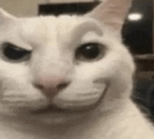 Meme Face Cat