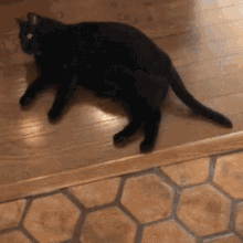 Cat Roar GIF - Cat Roar Vibe GIFs
