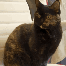 Cat Shocked Cat GIF - Cat Shocked Cat Suspense GIFs
