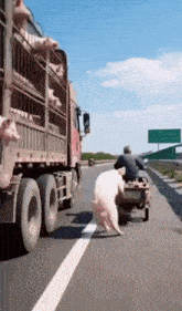 a man on a motorcycle pulls a pig in front of a truck that is carrying pigs