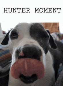 a picture of a dog with a fake nose and the words " hunter moment " above it