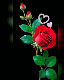 a red rose with green leaves and a heart on it