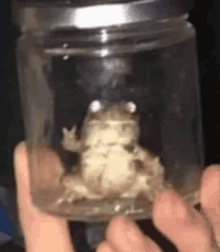 Dissapear Frog GIF - Dissapear Frog Victory Sign GIFs