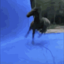 horse spinning blue funny