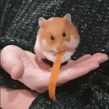 Mochi Hamster GIF - Mochi Hamster GIFs