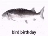 Bird Birthday Fish GIF - Bird Birthday Fish Fish Spin GIFs