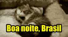 Boa Noite Brasil / Gato Bocejando / Gatinho GIF