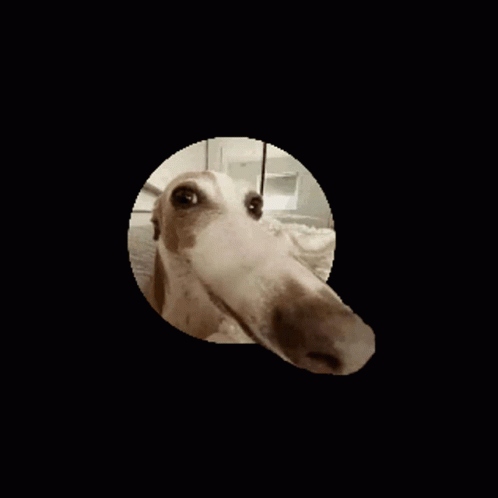 What is the 'let me do it for you' meme? Long nosed Borzoi dog