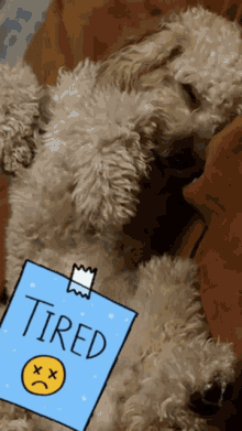 Cockapoo Tired GIF - Cockapoo Tired Tired Puppy GIFs