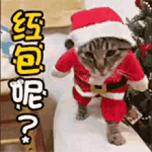 红包 GIF - Red Pocket Cat Kitten GIFs