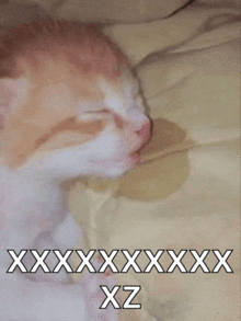 a cat laying on a bed with the words xxxxxxxxxxxxxx xz written on it