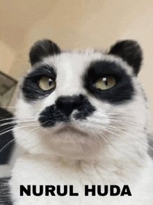 a close up of a black and white cat with nurul huda written below it