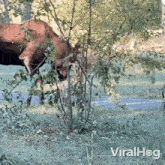 Bull Moose Cutting Down A Tree Viralhog GIF - Bull Moose Cutting Down A Tree Bull Moose Viralhog GIFs