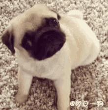 Funny Animals Cute GIF - Funny Animals Cute Pug GIFs