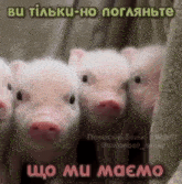 мініпіґ хрютґ GIF