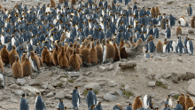 getting chased national geographic penguins wildlife resurrection island go inside an antarctic city of400000king penguins
