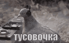 golub golubi pigeons tusovka party