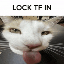 Lock In Silly Cat GIF