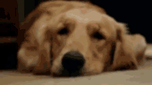 Hings You Say To Dogs That'D Be Creepy If You Said To People GIF - Buzzfeed Dog Speak GIFs