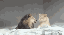 Lion Kiss GIF - Lion Kiss Animal GIFs