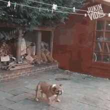 Spinning Go Round GIF - Spinning Go Round Playful Dog GIFs