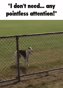 a dog standing behind a chain link fence with the words " i don 't need ... any pointless attention ! " above it