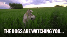the dogs are watching you the are watching lone wolf lost dog