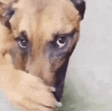 a close up of a german shepherd covering its face with its paw .