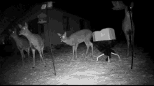 scatter deer run