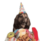 birthday celebration dog sweets donuts