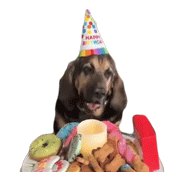 Birthday Celebration Sticker - Birthday Celebration Dog Stickers