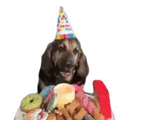 Birthday Celebration Sticker - Birthday Celebration Dog Stickers