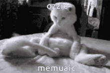 Ozzie Memuaic Ozzie GIF - Ozzie Memuaic Ozzie Funny Cat GIFs