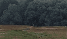 a person is walking through a field with trees in the background .