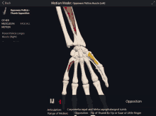 Opponens Pollicis Thumb Opposition GIF