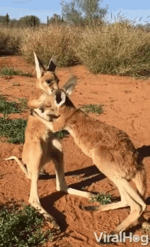 two kangaroos hugging each other in the dirt with the words viralhog on the bottom left