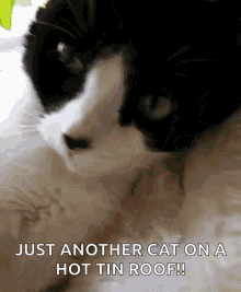 Meow Protest GIF - Meow Protest Cute GIFs