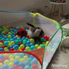 ferret viralhog playing having fun ball pit