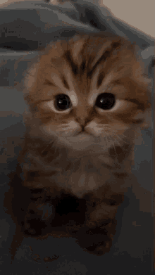 Cat Kitten GIF - Cat Kitten Meow GIFs