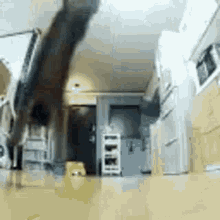 Cat Approaches Hello GIF - Cat Approaches Hello Im Here GIFs
